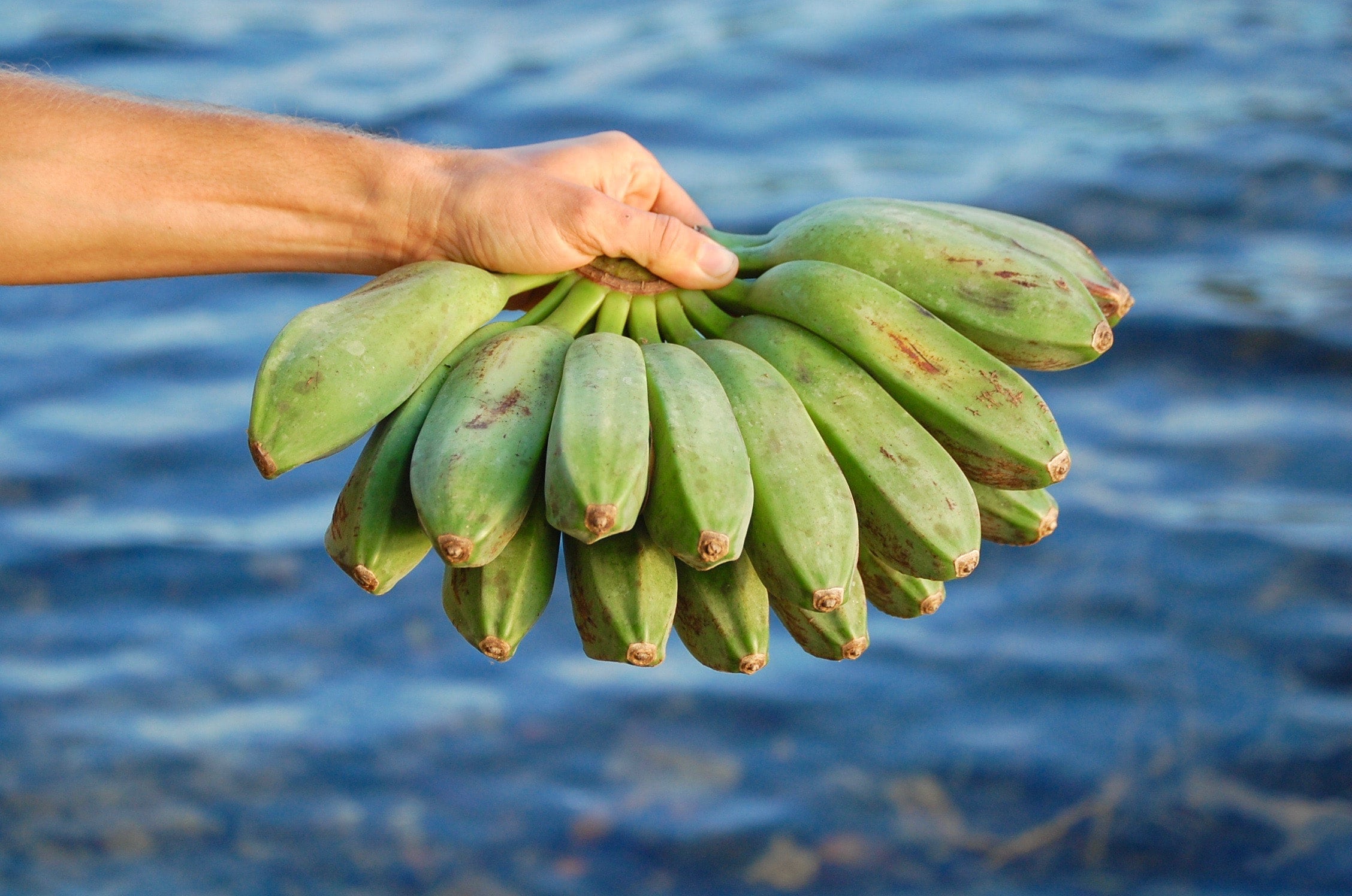 burro 1 lb 2 . 00 lb