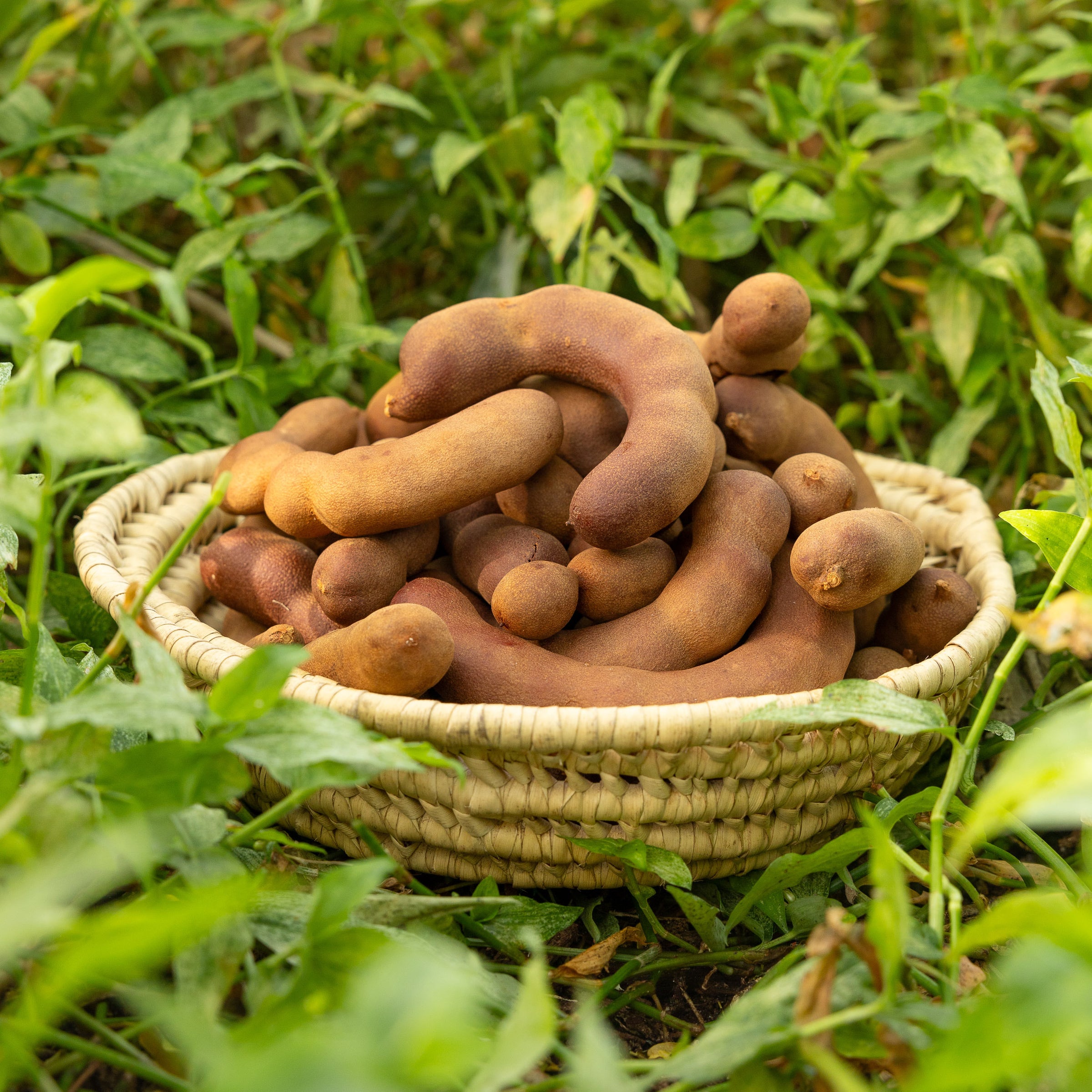 Sweet Tamarind, 1 lb Fruits n' Cahoots