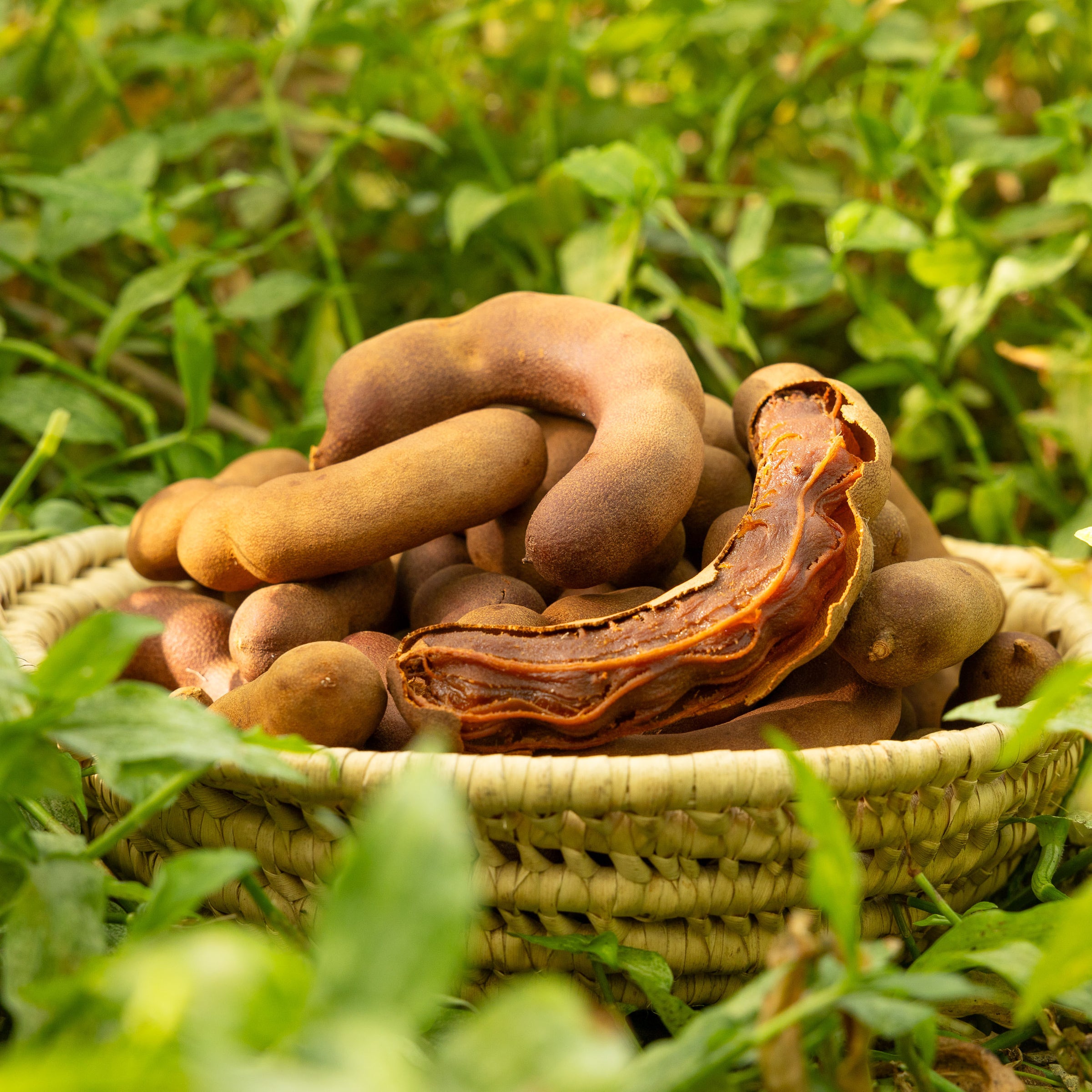 Sweet Tamarind, 1 lb Fruits n' Cahoots